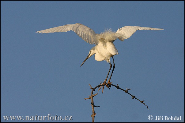 Aigrette garzette