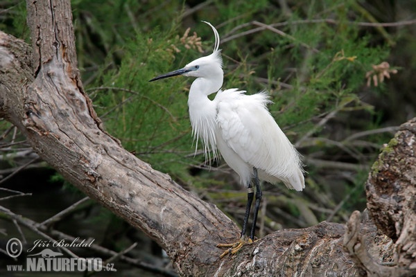 Aigrette garzette