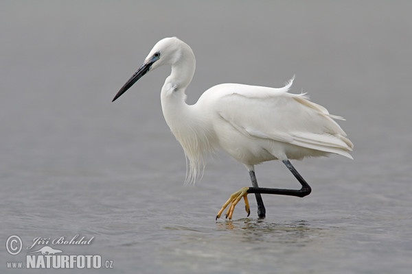 Aigrette garzette