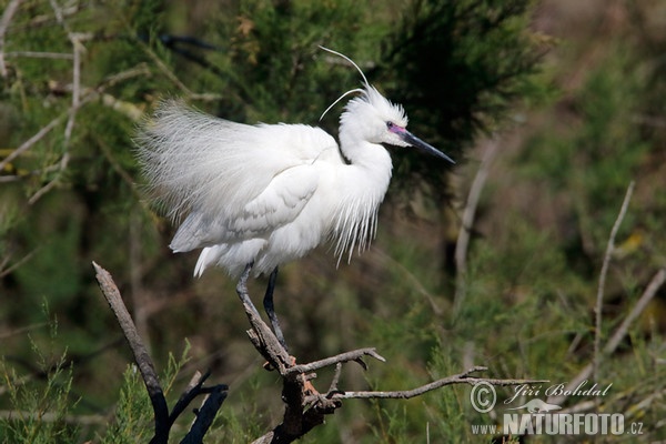 Aigrette garzette