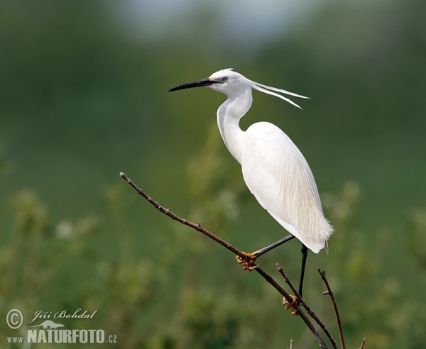 Aigrette garzette