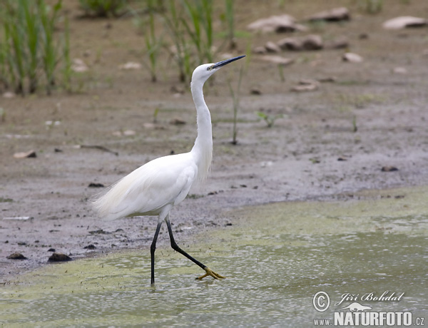 Aigrette garzette