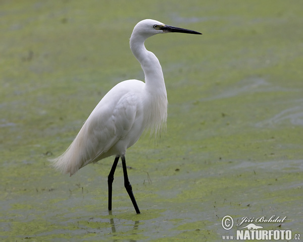 Aigrette garzette