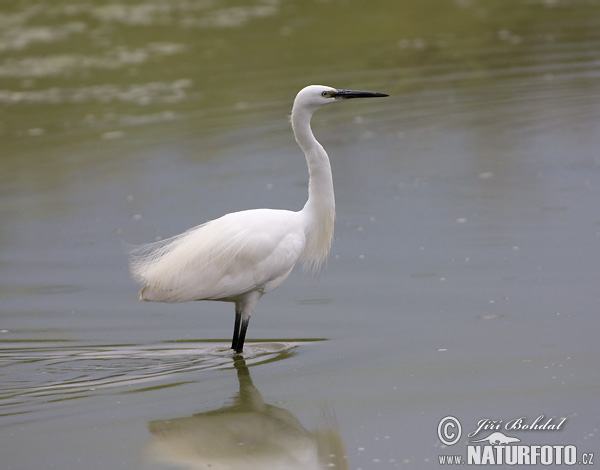 Aigrette garzette