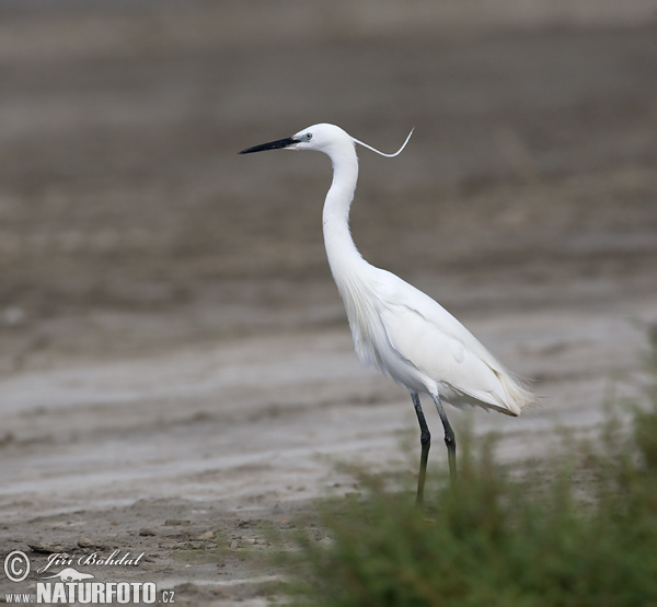 Aigrette garzette
