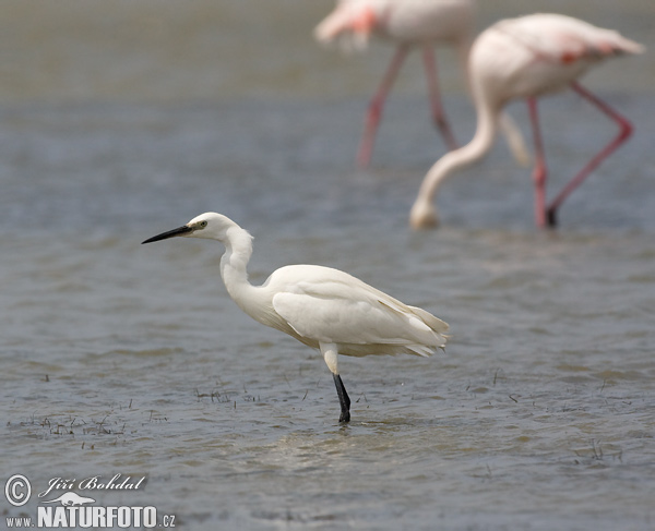 Aigrette garzette