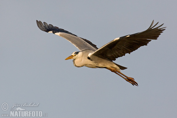 Airone cenerino