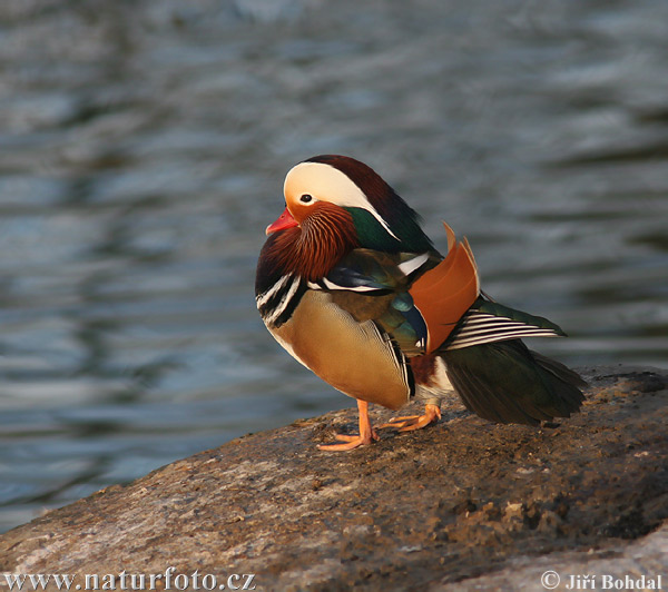 Aix galericulata