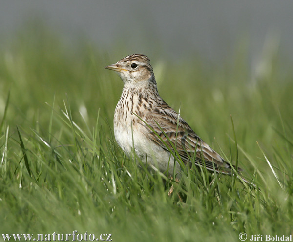 Alauda arvensis