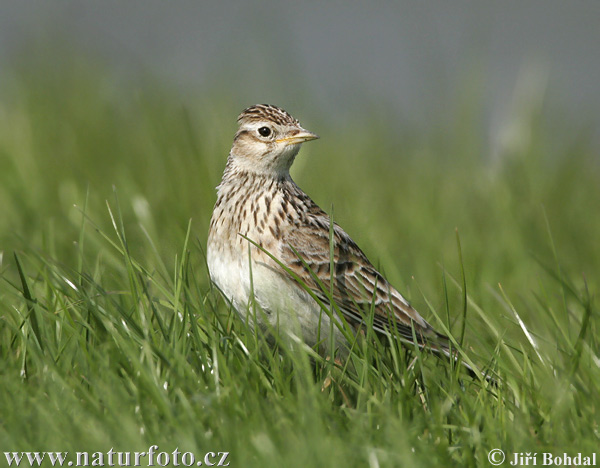 Alauda arvensis