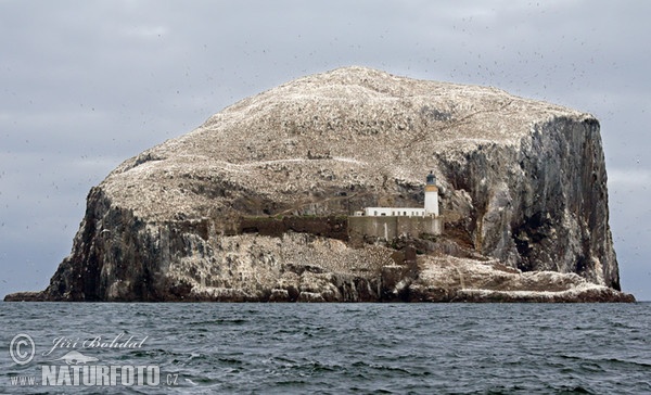 Alcatraz común