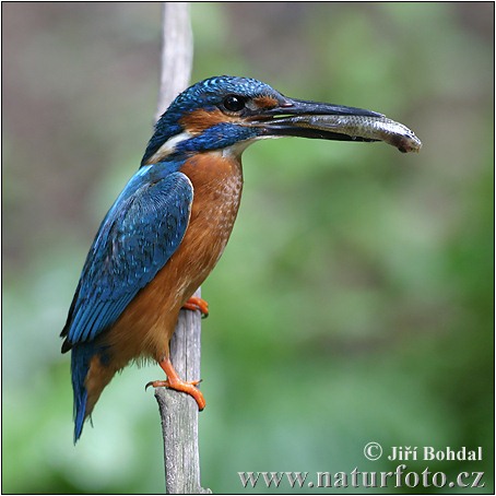 Alcedo atthis