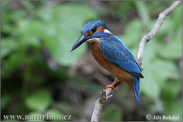 Alcedo atthis