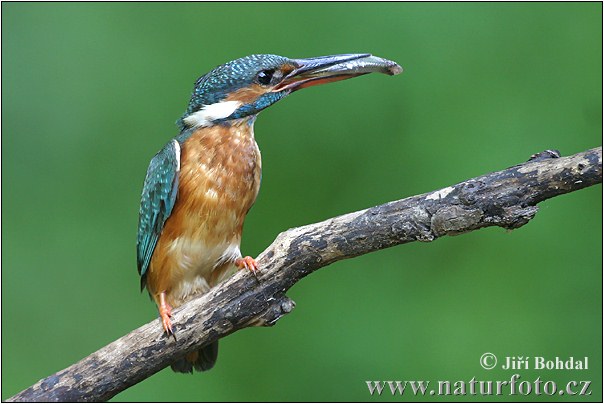 Alcedo atthis