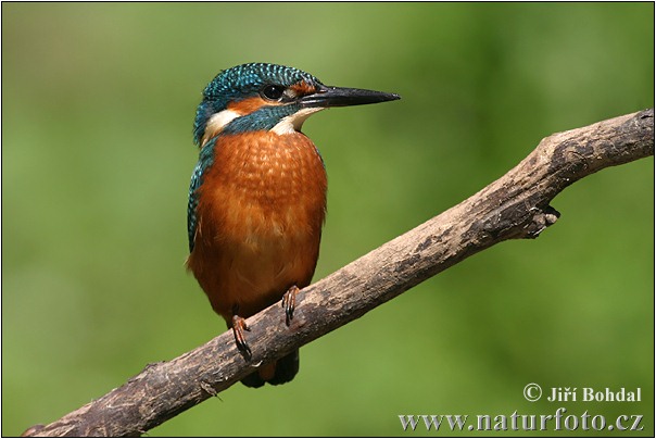 Alcedo atthis