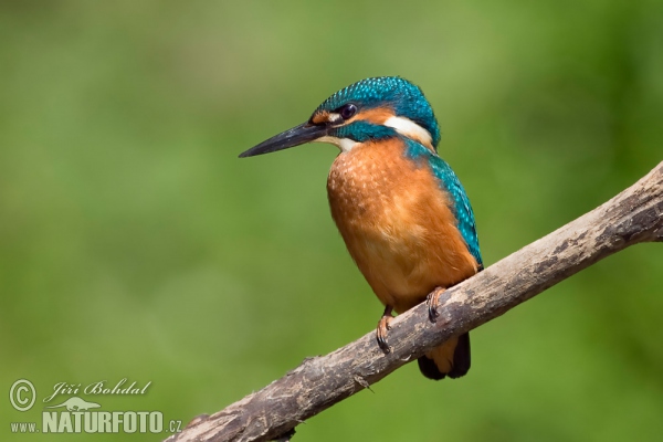 Alcedo atthis