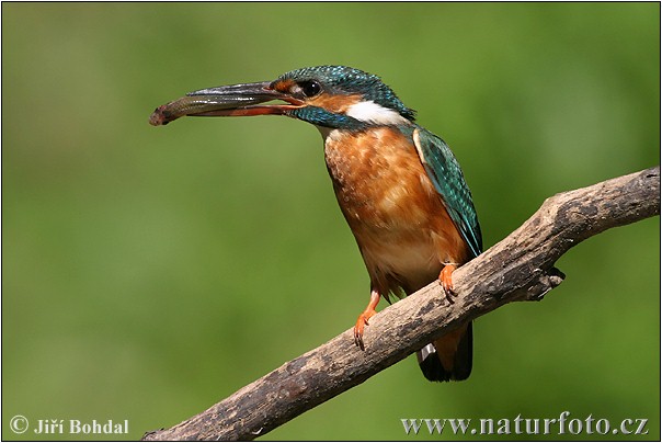 Alcedo atthis