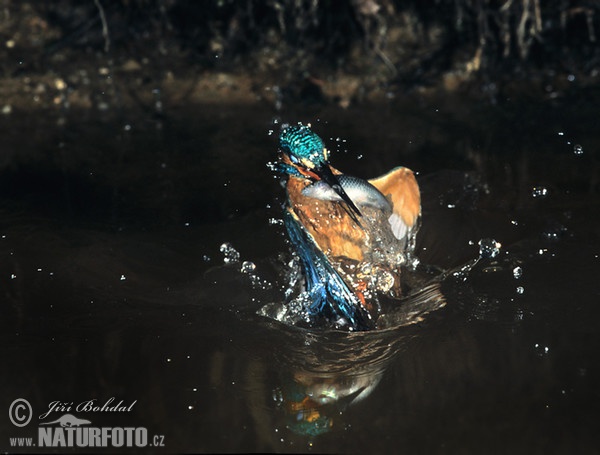 Alcedo atthis