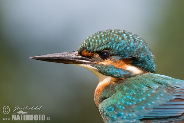 Alcedo atthis