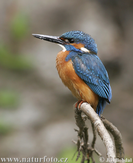 Alcedo atthis