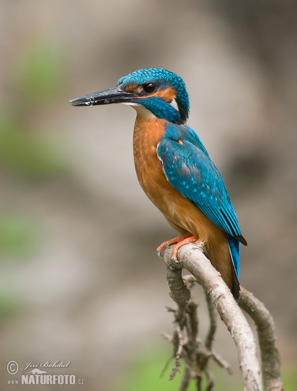 Alcedo atthis