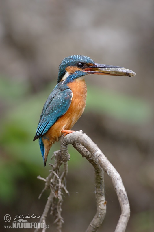 Alcedo atthis