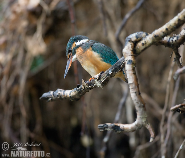 Alcedo atthis