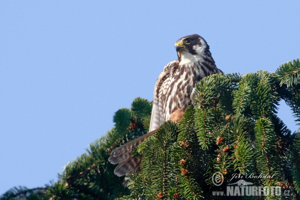 Alcotán europeo