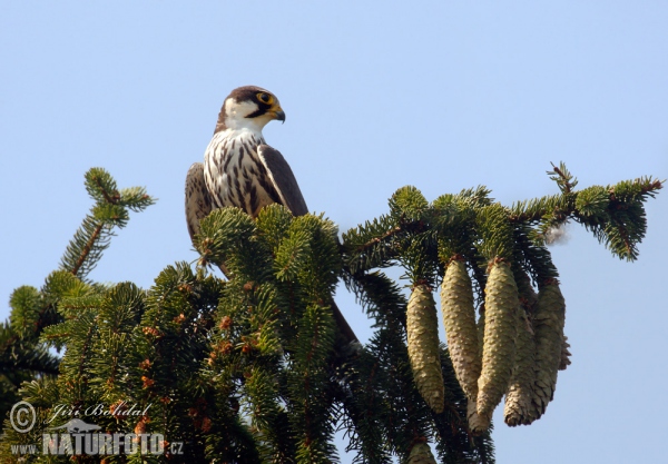 Alcotán europeo