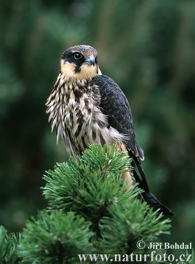 Alcotán europeo