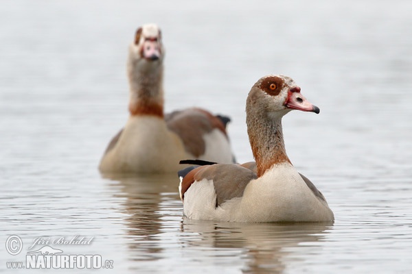 Alopochen aegyptiacus