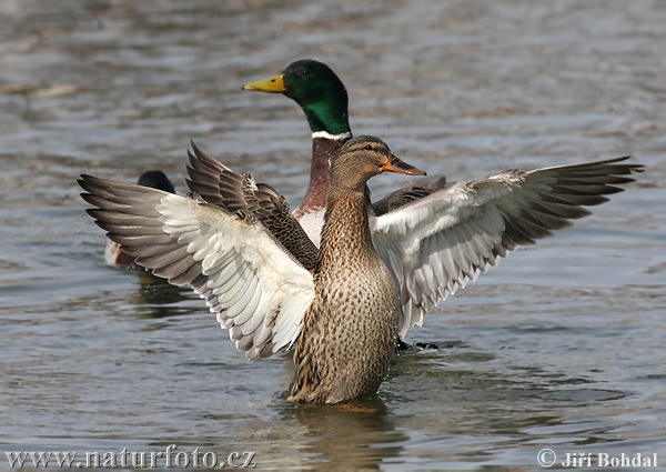 Anas platyrhynchos