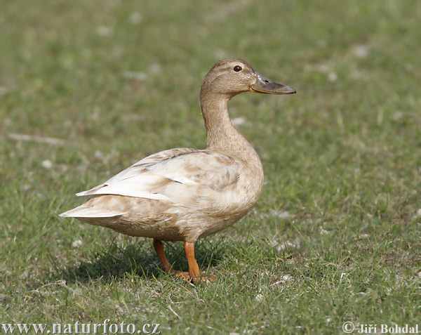 Anas platyrhynchos