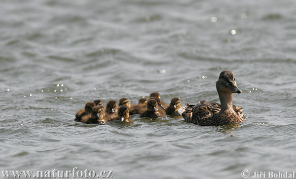 Anas platyrhynchos