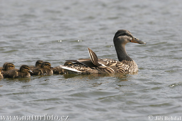 Anas platyrhynchos