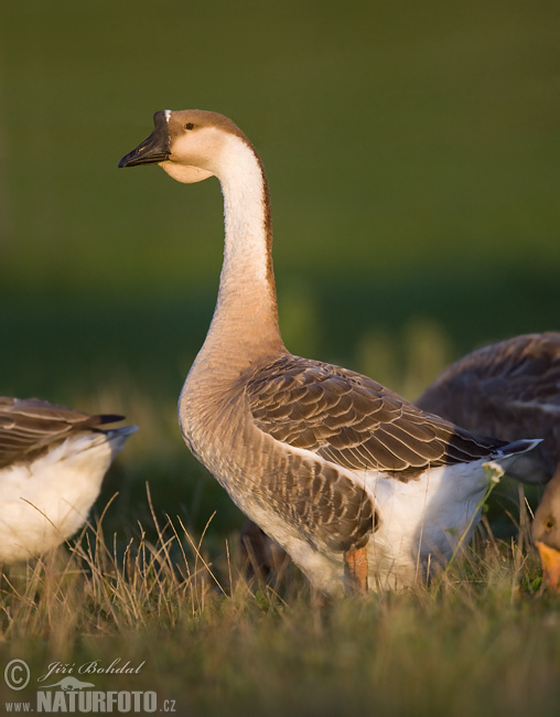 Ánsar cisne