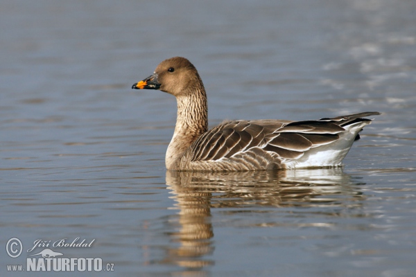 Anser serrirostris