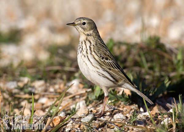 Anthus pratensis