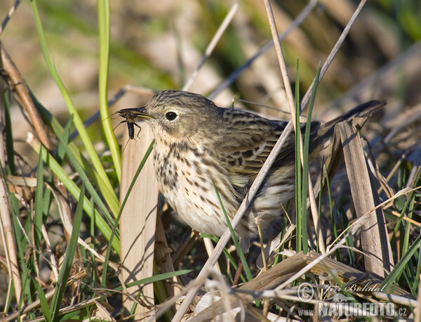 Anthus pratensis