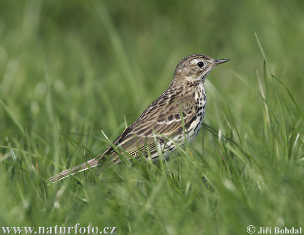 Anthus pratensis