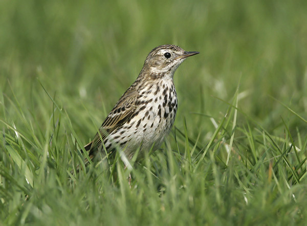 Anthus pratensis