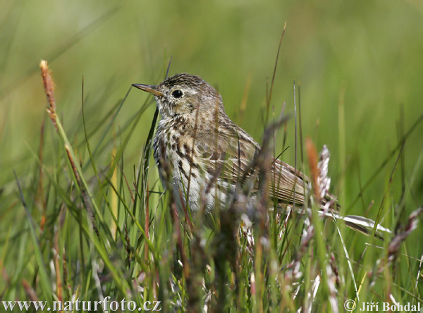 Anthus pratensis