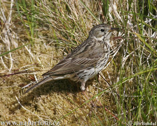 Anthus pratensis