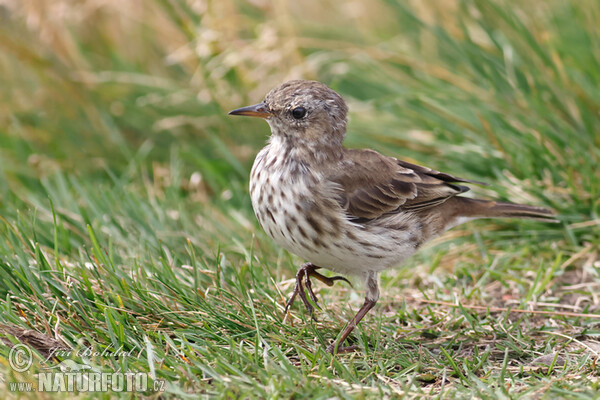 Anthus spinoletta