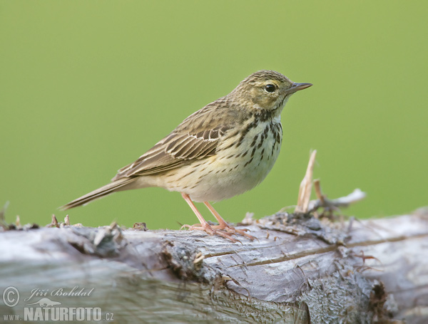 Anthus trivialis