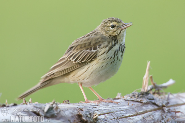 Anthus trivialis