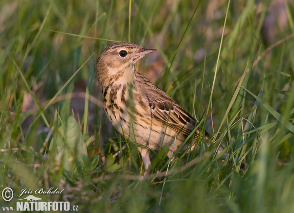 Anthus trivialis