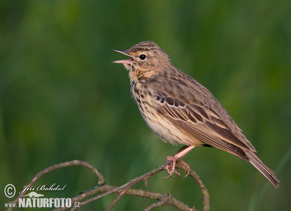 Anthus trivialis