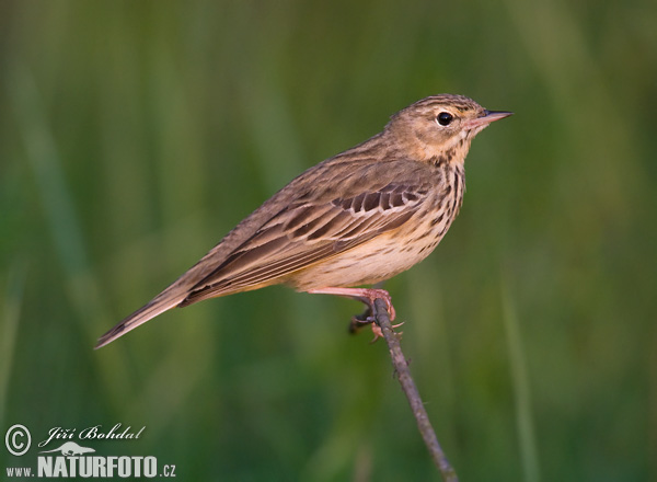 Anthus trivialis