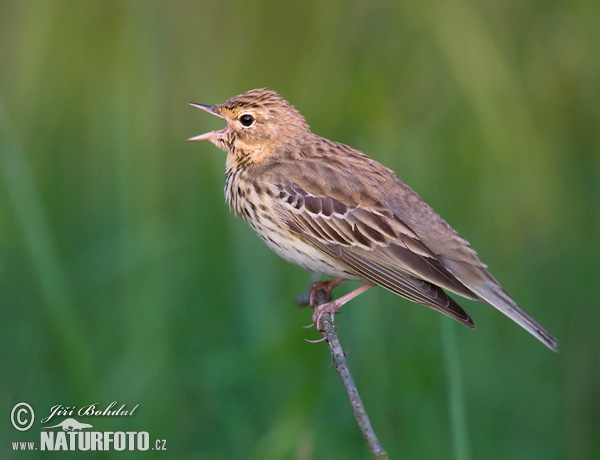 Anthus trivialis